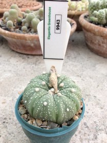 تصویر بذر کاکتوس آستریاس کاباتو ELG.9943 - بسته 10 عددی Astrophytum Asterias kabuto