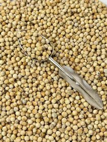 تصویر دان فلفل سفید 