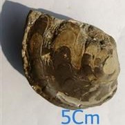 تصویر فسیل کلکسیونی سراتیت 