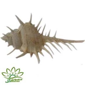 تصویر صدف دریایی ۰۴۰۰۲ 