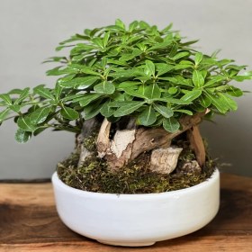 تصویر گلدان پیتسپروم 