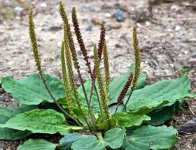 تصویر بذر بارهنگ 