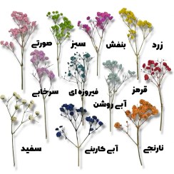 تصویر گل خشک ژیپسوفیلا (عروس) پرسی وارداتی 