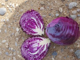 تصویر بذر کلم روبی بال قرمز تاکی ژاپن Ruby Ball Red Cabbage