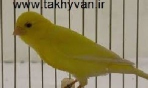 تصویر دانه ها و میوه های مجاز قناری 