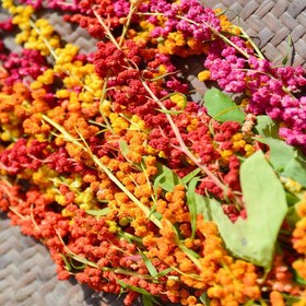 تصویر دانه کینوا سفید White Quinoa