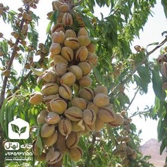 تصویر نهال بادام شاهرودی 