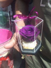 تصویر رز جاودان .. 