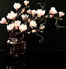 تصویر گل مگنولیا وارداتی-m01 