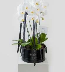 تصویر گیاه 3 شاخه ارکیده سفید_ربان سیاه 