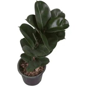 تصویر گیاه فیکوس صوفیا سطل 4 