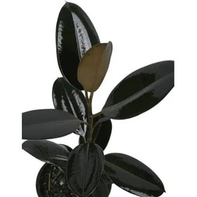 تصویر فیکوس بلک سطل 4 