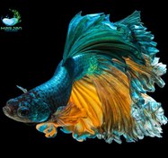 تصویر ماهی فایتر سیامی هالف مون بتا 