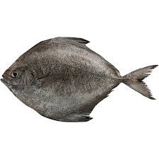 تصویر ماهی کفشک فله 