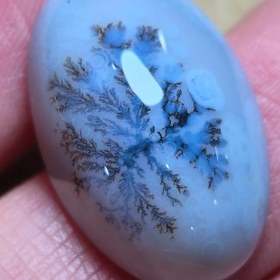 تصویر شجر قائن قواره دار 