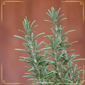 تصویر رزماری 
