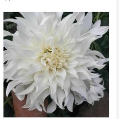 تصویر ریزوم کوکب سفید گل درشت 