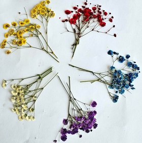 تصویر گل خشک عروس 