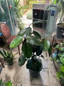 تصویر فیکوس بلک سایز نیم زباله 