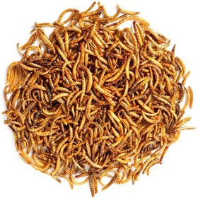 تصویر میل ورم خشک 