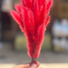 تصویر گل خشک دم روباهی صورتی 