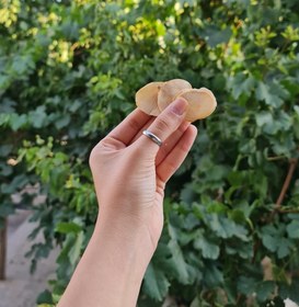 تصویر موسیر - پرک 