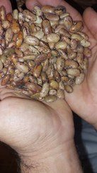 تصویر لوبیا چیتی درشت 