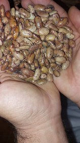 تصویر لوبیا چیتی درشت 