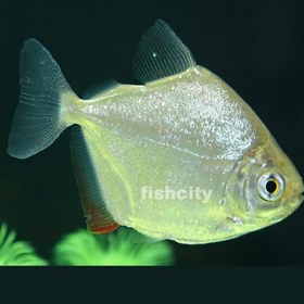 تصویر سیلور دالر 7 سانت 