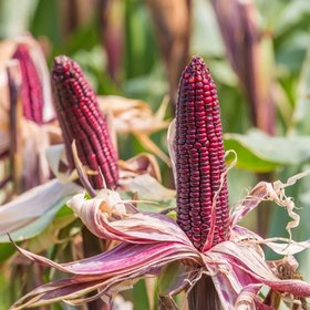 تصویر بذر ذرت بنفش 10 عددی 