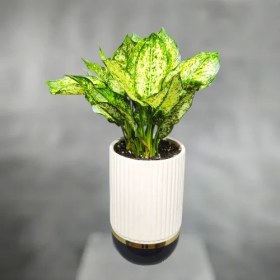 تصویر گیاه آگلونما برفی 