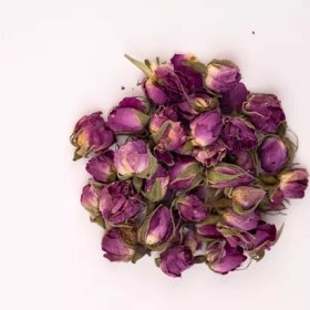 تصویر غنچه گل سرخ 