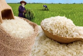 تصویر برنج درجه یک کامفیروزی 