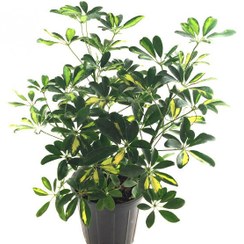 تصویر شفلرا بزرگ 