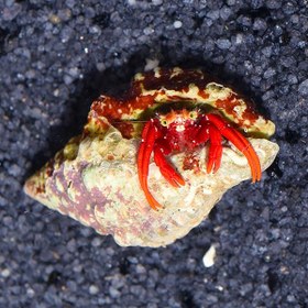 تصویر هرمیت پا نارنجی Electric Orange Hermit Crab