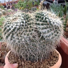 تصویر بذر کاکتوس مامیلاریا نجاپنسیس 10 عددی 