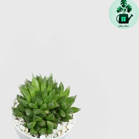 تصویر هاورتیا شیشه ای 