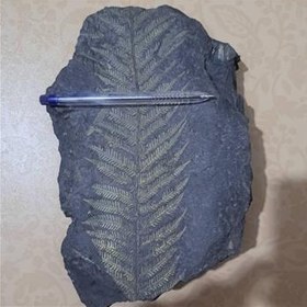 تصویر فسیل زیبای یکتا 