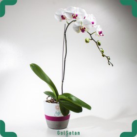 تصویر ارکیده سفید بنفش کد S06 