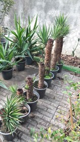 تصویر یوکا بنسای 