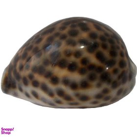 تصویر صدف تزیینی مدل RS529 