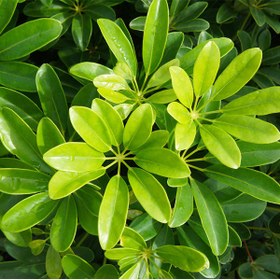 تصویر شفلرا سبز 