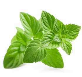 تصویر برگ پونه درمان برونشیت