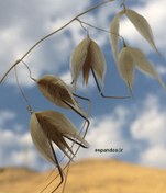 تصویر بذر یولاف وحشی Avena fatua 