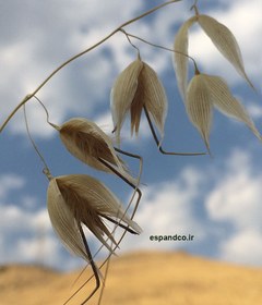 تصویر بذر یولاف وحشی Avena fatua 