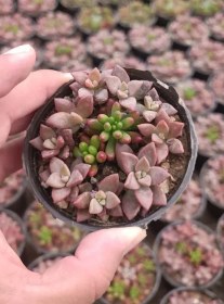 تصویر پک دیش گاردن ممتاز سدوم 16 عددی 