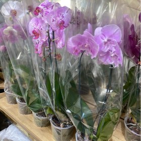 تصویر گلدان گیاه ارکیده (رنگ دلخواه) 