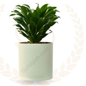 تصویر گلدان طبیعی کامپکت 