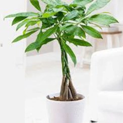 تصویر پاچیرا یا درخت پول بزرگ 