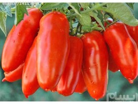 تصویر بسته 20 عددی بذر گوجه موزی قرمز یاقوتی San Marzano tomato ا بذر گوجه موزی قرمز یاقوتی San Marzano tomato بذر گوجه موزی قرمز یاقوتی San Marzano tomato
